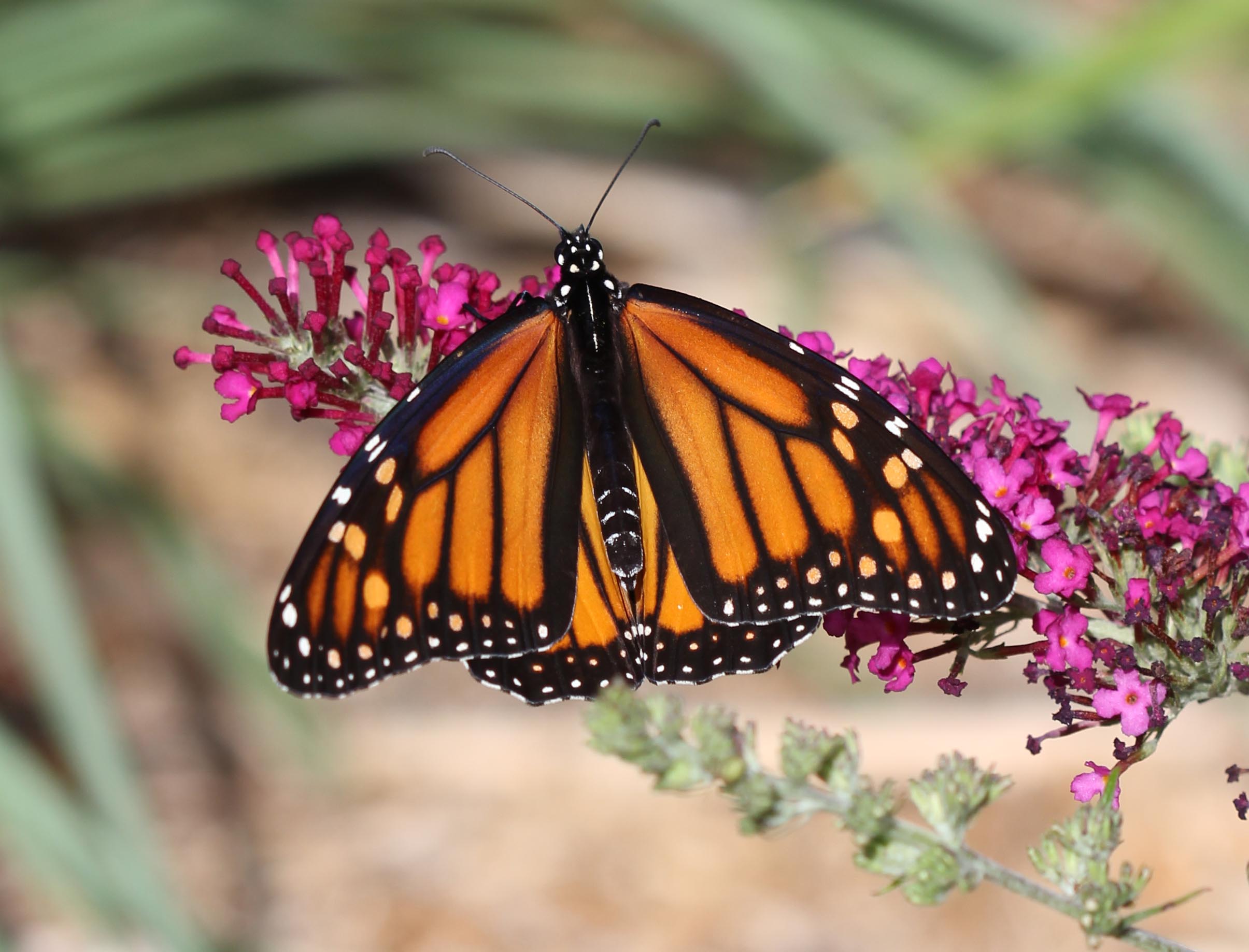 Monarch Butterfly